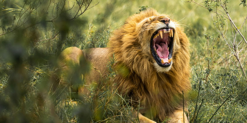 021_Nature_Wants_Your_Teeth_to_be_Healthy_01.jpg