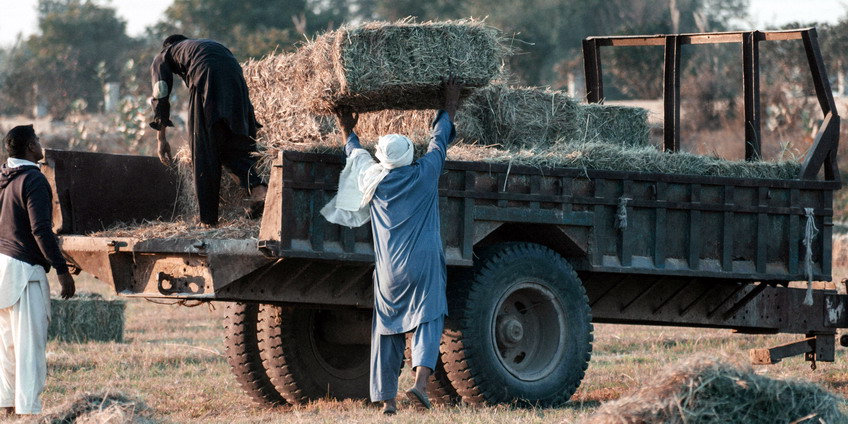 048_Farmer_02.jpg